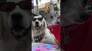 Tika the Iggy Meets Chilaquil in Los Angeles [upl. by Jerrine]