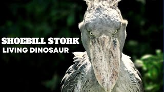 Shoebill Stork  Sound Like a Machine Gun [upl. by Beata965]