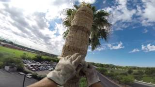 FAN PALM TREE REMOVAL USING RIGGING BLOCK [upl. by Careaga]