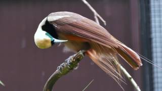 RaggiParadiesvogel Männchen closeup [upl. by Renaldo]