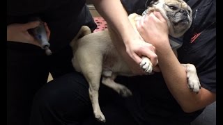 Pugs Nail Trim Nightmare [upl. by Ettenwad]