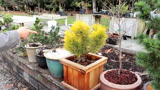 Easy Potting Techniques for Growing Conifers in Pots  Dwarf Conifer Container Gardening [upl. by Meean]