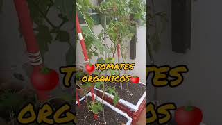 FORMA FACIL DE CULTIVAR TOMATES ORGANICOS EN CASA  shorts🍅 [upl. by Pich419]