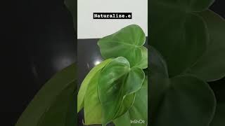 Philodendron Heart leaf plants indoorplants garden [upl. by Esilec]