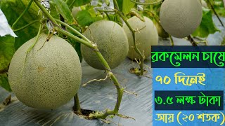 মধ্যপ্রাচ্যের রকমেলন চাষ এখন সাতক্ষীরাতেরকমেলন চাষ পদ্ধতি ও আয় ব্যয়Rockmelon Harvest Plan [upl. by Nilrac]