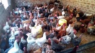 Easy Poultry farming in Kenya [upl. by Henrik612]