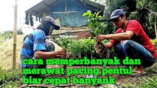 Pacing pentul cara merawat dan menanam pacing pentul  Pacing Pentul Costus spicatus [upl. by Nabe]