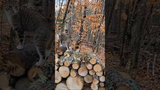 Basil climbs the wood stack Lucy does her scary cat pose as Sam runs by [upl. by Cyprian]