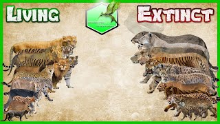 Big Cats Size Comparison LİVİNG EXTİNCT [upl. by Onirefes]