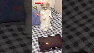 funny funny cat 🤣youtuber catcatloverytshortsshortsfeedforyoupage [upl. by Alley]