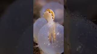 Aquarium gold fish baby cuttle Atlantic pygmy octopus Cockle [upl. by Aneela]