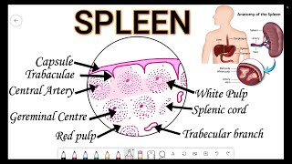 Step by Step Drawing Histological Diagram SPLEEN [upl. by Ehrsam495]