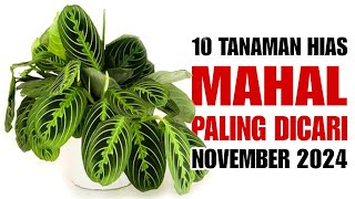 10 Tanaman Hias Mahal paling Dicari di bulan November 2024 [upl. by Lenahs]