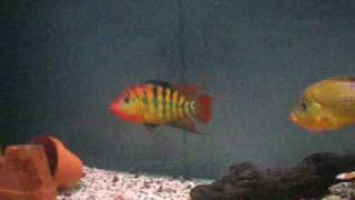 Cichlisoma festae  Guayas cichlid  p2 [upl. by Adnirol]