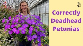 DEADHEADING PETUNIAS The Correct Way to Clean Petunias [upl. by Khanna]