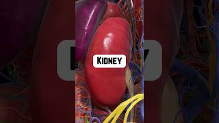 Why Are the Kidneys So Important  healthtips kidneyhealth [upl. by Silvio]