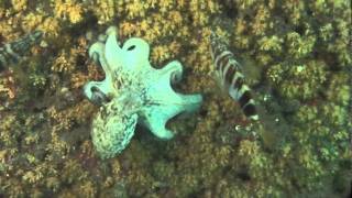 Diving in the Mediterranean Sea Granada Spain [upl. by Dalury466]