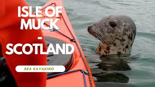 Isle of Muck  Paddling with seals [upl. by Padraic420]