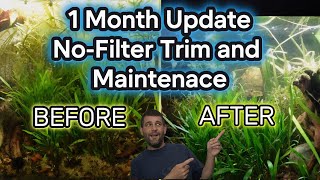 Thriving Without a Filter 1 Month Progress and Trimming of the 5 Gallon Betta Tank [upl. by Etteroma]