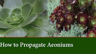 How to Propagate Aeonium from Cuttings [upl. by Nerred]