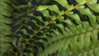 fern care tips  plant lovers [upl. by Arahset]