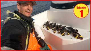 Hummerfiske 2023 BIG catch on the first lobster haul of the year in Norway [upl. by Stew]