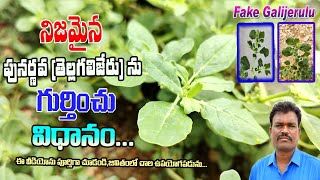 నిజమైన పునర్నవ తెల్లగలిజేరును గుర్తించు విధానంoriginal PunarnavaTellagalijeru In Telugu Videos [upl. by Curren706]