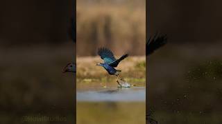 Swamphen Bird Taking off From Water surface Wincent cGKG6 bird wildlife nature [upl. by Maclay]