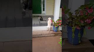 Lab Puppys Curious Encounters with Cat Friend [upl. by Annahsat]