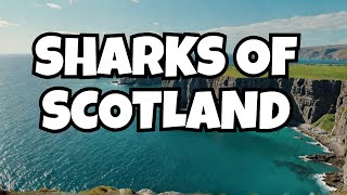 SCOTLANDS SHARKS  A drone film  Relaxing Music  DJI 4k [upl. by Ylrad]