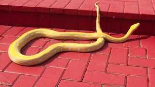 Albino Purple Tiger Reticulated Python Part 1 [upl. by Winton]