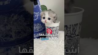 أشياء منزلية تعشقها القطط بجنون 😍🐈 قطط [upl. by Gomar]