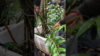 great ideas how to propagation dendrobium nobile plants short plants [upl. by Louls871]