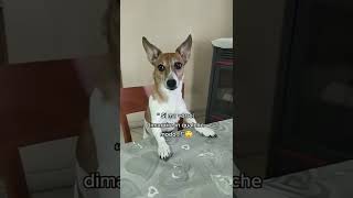 Fumagalli dietologo jackrussell fumagalli dottore comedy [upl. by Swain945]