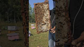 beekeeping in India [upl. by Yenot]