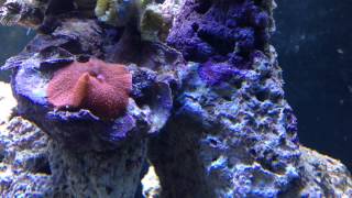 1 min of discosoma mushroom coral [upl. by Natsyrt]