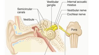 Vestibulocochlear Nerve by Dr Gireesh Kumar KP [upl. by Wagner]