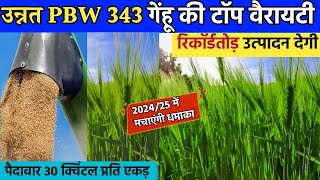 उन्नत Pbw 343 Wheat Variety Gehu ki top variety 2024 [upl. by Aieka761]