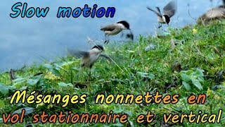 MESANGE NONNETTE vols en SLOW MOTION [upl. by Amin]