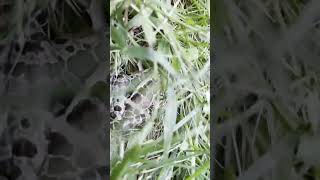 I found this pickerel frog in my lawn [upl. by Haase522]