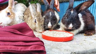 Fantastic bunnies eating together [upl. by Petrina490]