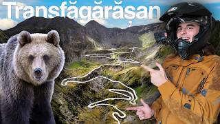 HO TROVATO UN ORSO per STRADA  Transfăgărășan è la STRADA più BELLA del MONDO 🐻🇷🇴 [upl. by Diehl]