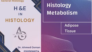 Adipose Tissue Connective tissue Metabolism Histology [upl. by Fenwick]