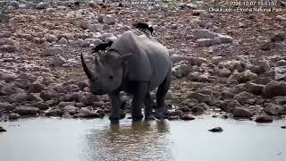 Okaukuejo waterhole Etosha National Park Namibia 20241207 [upl. by Oirtemed]