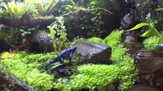 Dart frog feeding [upl. by Ekard444]