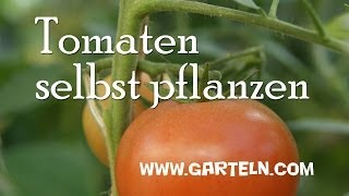 Anbau von Tomaten [upl. by Fernandina]