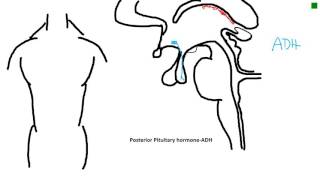 posterior pituitary hormoneADH [upl. by Oileduab]