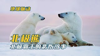 北极的神奇动物！北极兔、北极狐你还知道有什么动物？ [upl. by Porte]