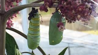 Monarch Caterpillar to Chrysalis Cocoon Process [upl. by Nileak]