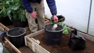 Planting early potatoes in containers in the Polytunnel for an early harvest [upl. by Yanehc]